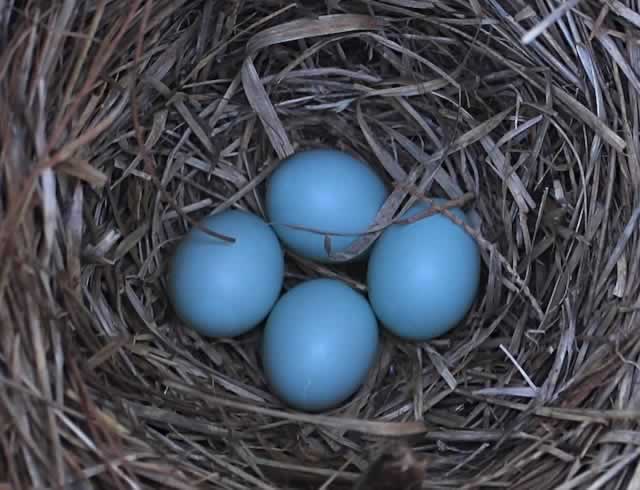 Four perfect Bluebird eggs in a nest in East Texas