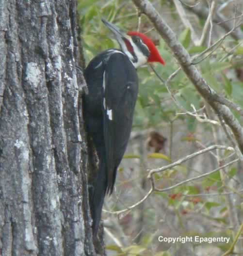 Pileated Woodpecker in East Texas