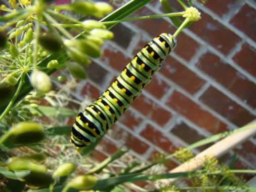 Black Swallowtail Caterpillar near Tyler Texas
