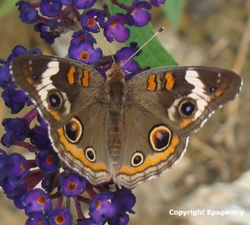 Buckeye Butterfly on Butterfly Bush