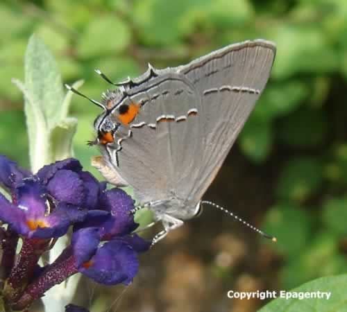 Gray Hairstreak