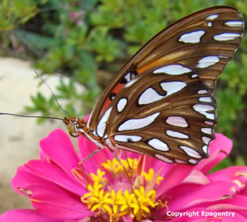 Gulf Frittilary Butterfly (wings closed) on Zinnia - Tyler Texas