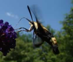 Hummingbird Moth