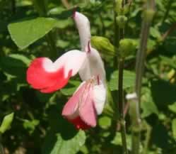Little Pink Moth on Hot Lips
