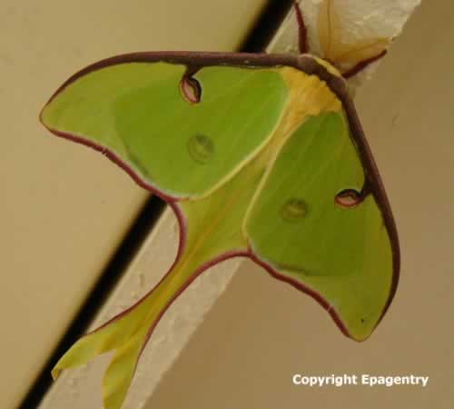 Luna Moth in Texas