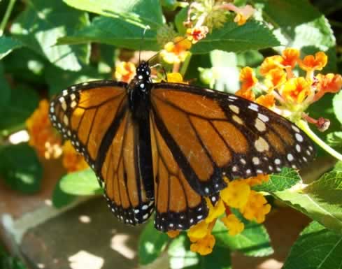 Monarch Butterfly on Lantana near Tyler Texas