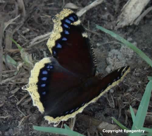 Mourning Cloak Butterfly in East Texas