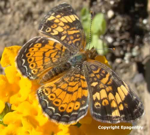 Pearl Crescent Butterfly