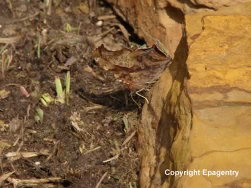 The perfect camouflage of the Question Mark butterfly