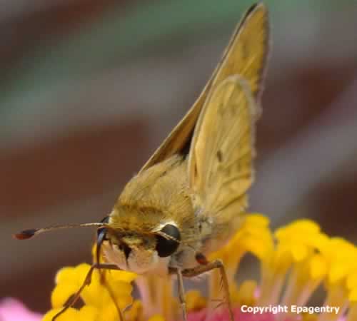 Skipper family butterfly on Zinnia in Texas