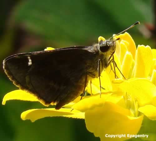 Skipper family butterfly in East Texas near Tyler