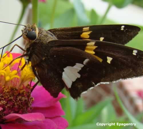 Silver Spotted Skipper on Zinnias in East Texas near Tyler