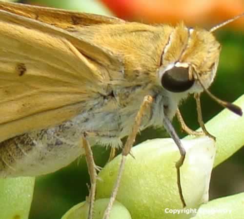 Skipper family butterfly in East Texas near Tyler