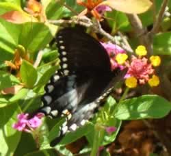 Spicebush Swallowtail Butterfly