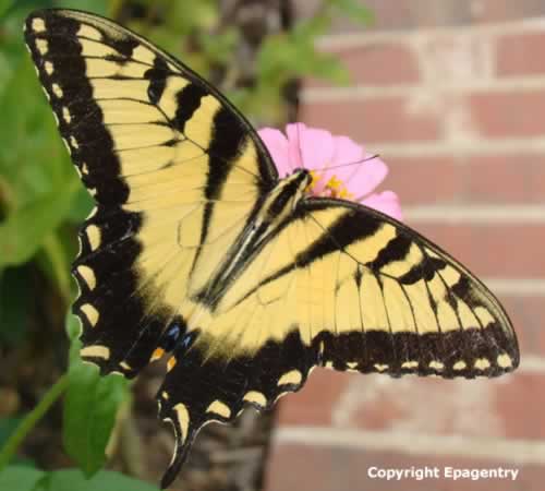 Tiger Swallowtail Butterfly missing one tail