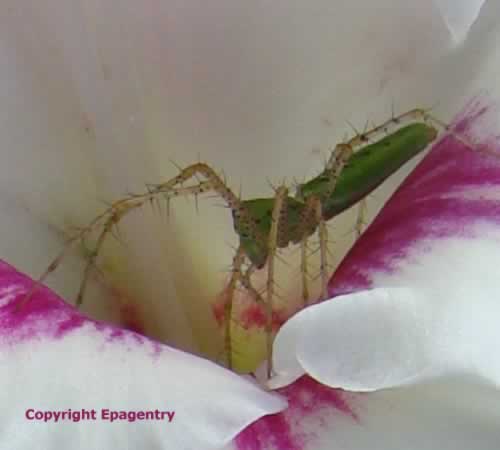 Hiding spot in Gladiolas