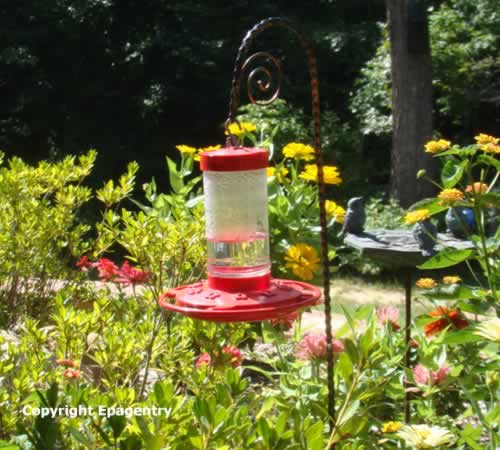 Texas hummingbird garden with low-hanging feeder