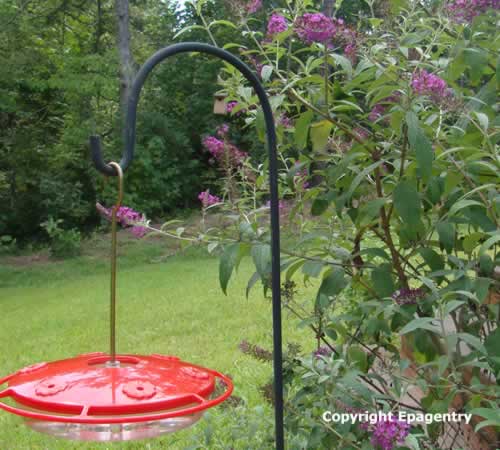 Hummingbird feeder nestled in a Butterfly Bush ... the hummers love it!