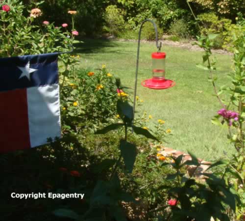 Another hummingbird garden in Texas using low-hanging feeder
