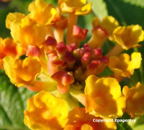 Texas Lantana Texas Lantana