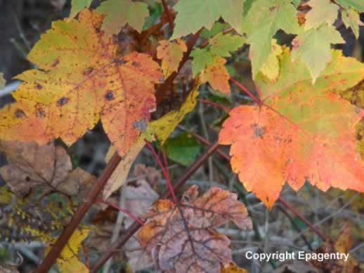 Colorful Maple Leaves in the Fall in Tyler Texas Colorful Maple Leaves in the Fall in Tyler Texas