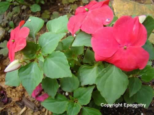 Red Impatiens Red Impatiens