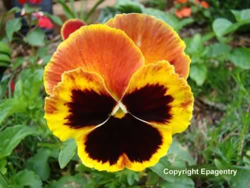 Texas Pansy blooming in the spring Texas Pansy blooming in the spring