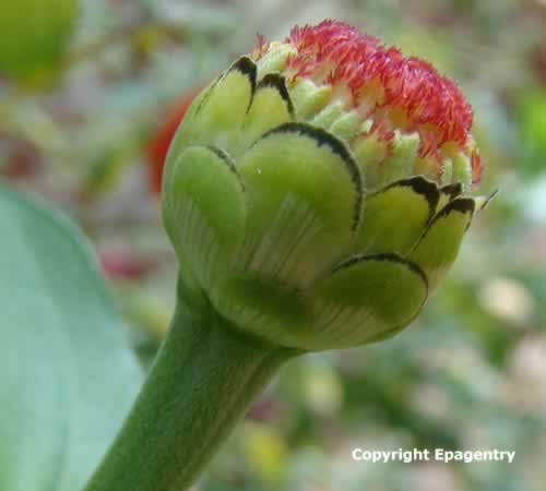 Photo of Zinnia bud in Texas Photo of Zinnia bud in Texas