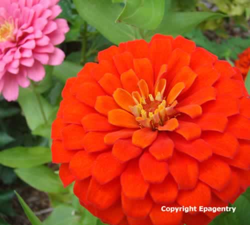 Texas Zinnia Texas Zinnia