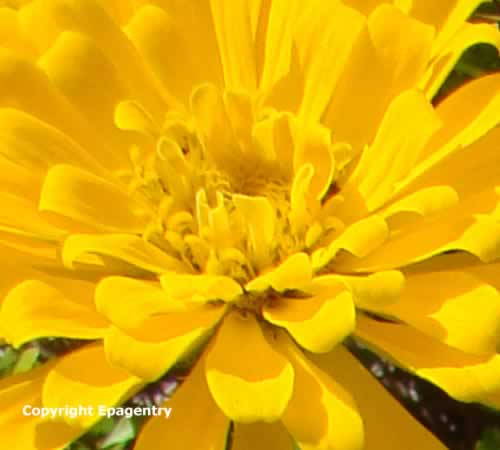 Texas Zinnia Texas Zinnia