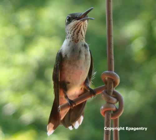 Hummingbird at rest, near Tyler Texas