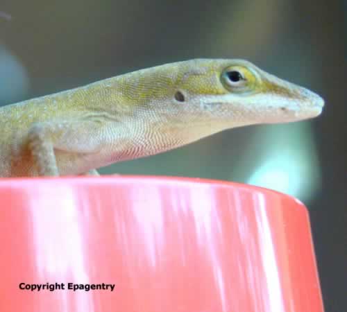 Green Anole Lizard on hummingbird feeder in Texas