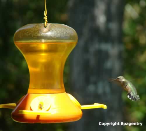 photo of Ruby Throat Hummingbird on Oriole feeder in Tyler Texas