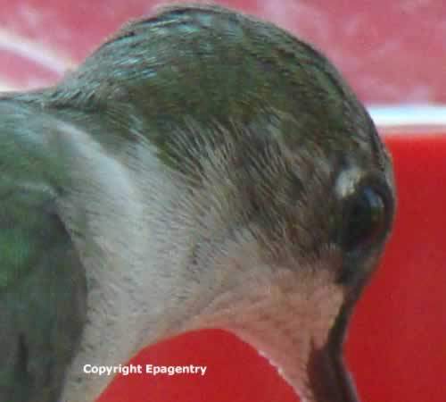 Close-up photo of Ruby Throat Hummingbird's head in Texas