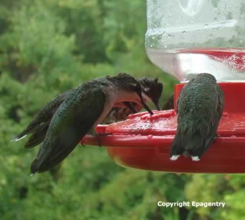 Group of Ruby Throat Hummingbirds at feeder - East Texas