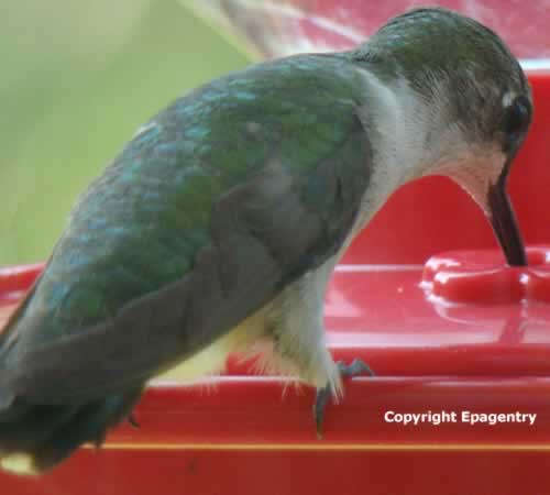 Texas Ruby Throat Hummingbird close-up