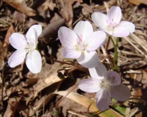 Wildflowers near Gladewater Texas