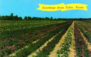 Greetings from Tyler, Texas Greetings from Tyler, Texas