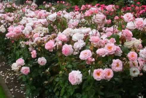 The Tyler Rose Garden ... nation's largest municipal rose garden