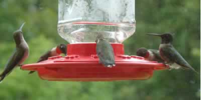 Ruby Throat Hummingbirds crowding a feeder Ruby Throat Hummingbirds crowding a feeder