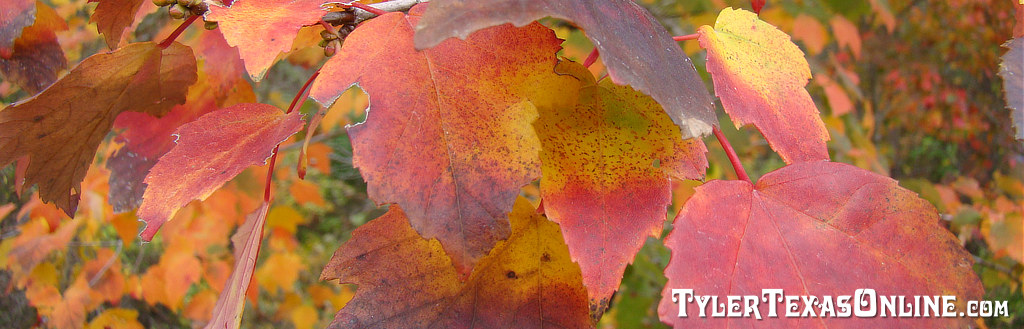 Maple tree fall colors at peak in East Texas