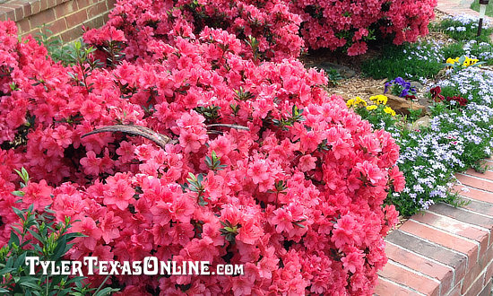 Pink azaleas in full bloom in Tyler Texas