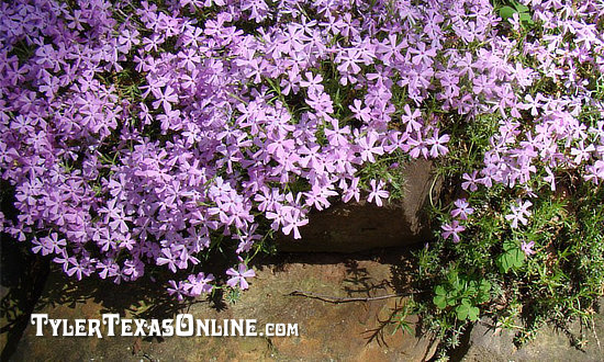 Purple Creeping Phlox seen on the Tyler Azalea Trail