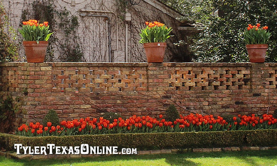 Tulips blooming along the Tyler Texas Azalea Trails 