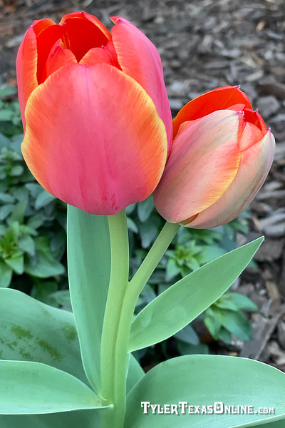 Tulips blooming along the Tyler Texas Azalea Trails 