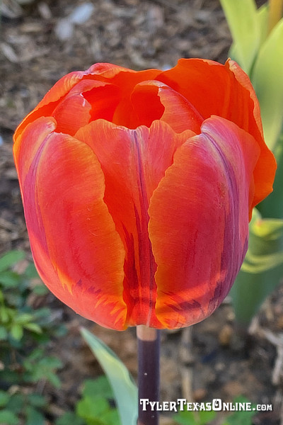 Tulips blooming along the Tyler Texas Azalea Trails 