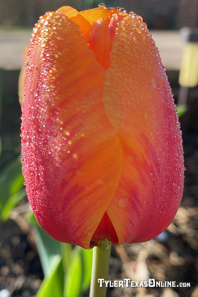 Tulips blooming along the Tyler Texas Azalea Trails 