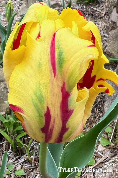 Tulips blooming along the Tyler Texas Azalea Trails 