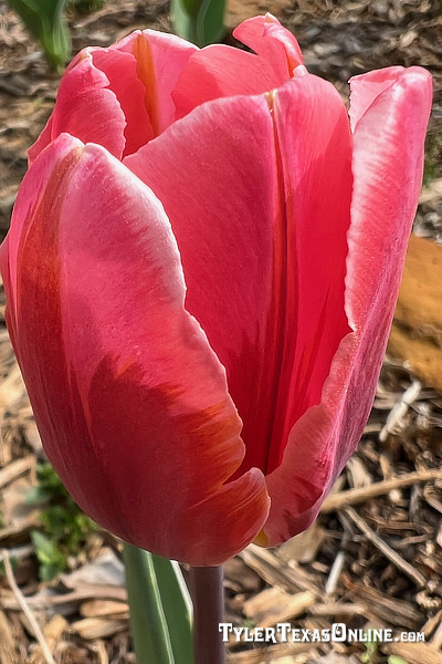 Tulips blooming along the Tyler Texas Azalea Trails 