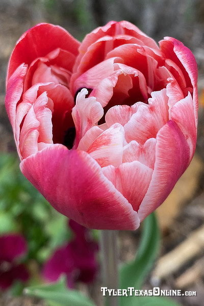 Tulips blooming along the Tyler Texas Azalea Trails 